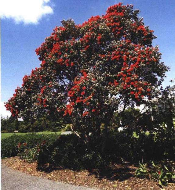 新西兰拥有5个独特的森林 图片