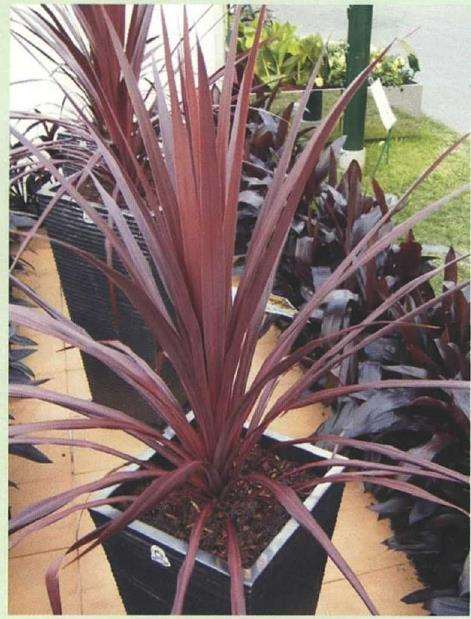 新西兰拥有5个独特的森林