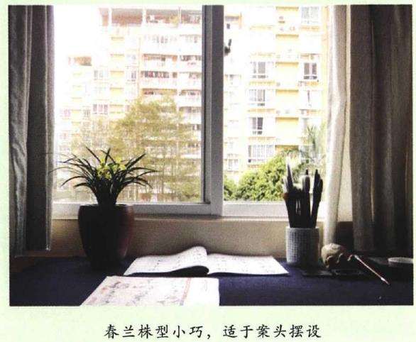 为什么兰花种类中 鉴赏最为精致