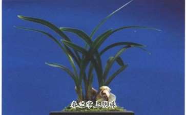 为什么兰花种类中 鉴赏最为精致