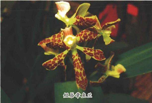短唇章鱼兰