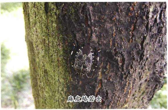 麻皮蝽怎么防治的4个方法
