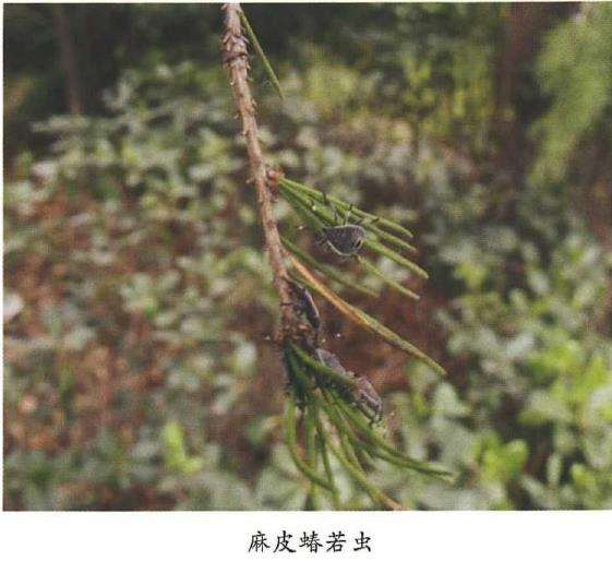 麻皮蝽怎么防治的4个方法