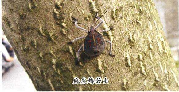 麻皮蝽怎么防治的4个方法