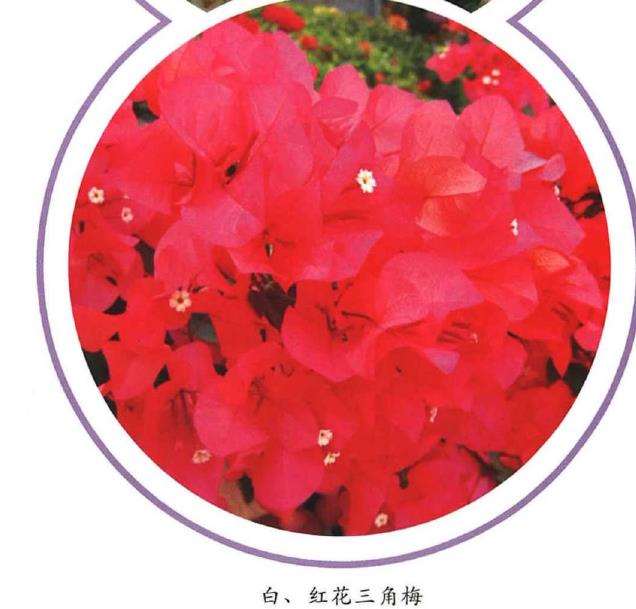 我爱三角梅 它是绿化 美化棚架 图片