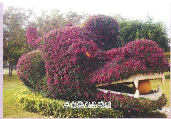 我爱三角梅 它是绿化 美化棚架 图片