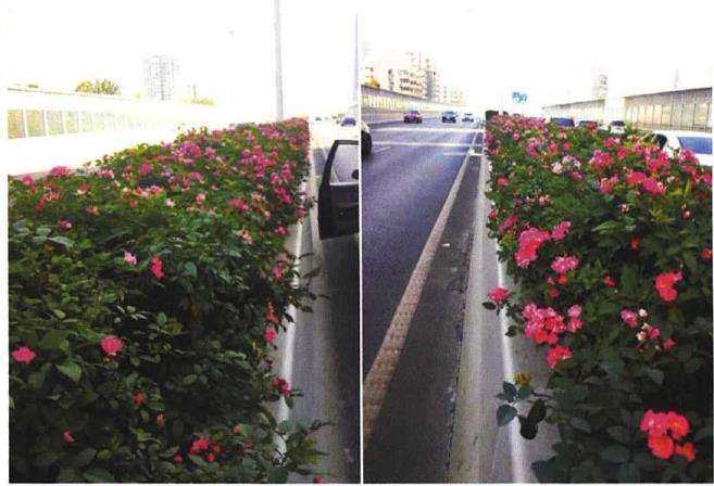 修剪和温度对月季开花的3个影响