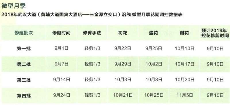 修剪和温度对月季开花的3个影响