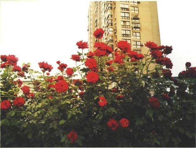 怎么修剪技术刺激月季侧芽的萌发