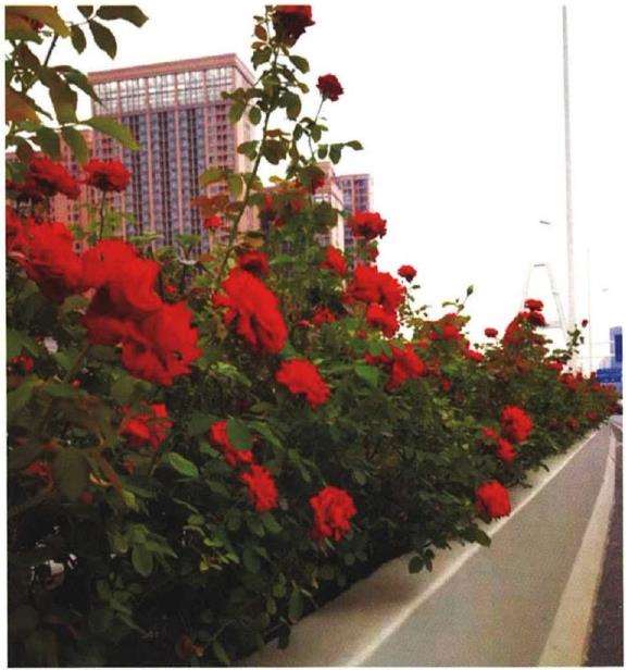 怎么修剪技术刺激月季侧芽的萌发