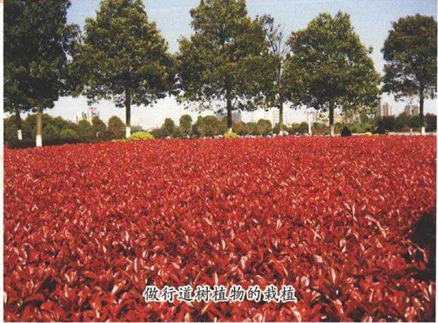 红叶石楠的5个主要品种 图片