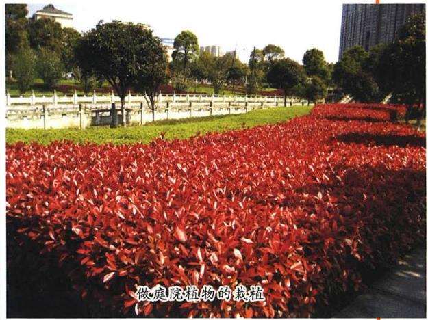 红叶石楠的5个主要品种 图片