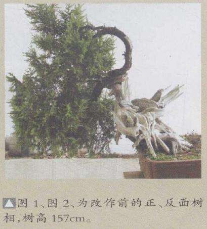 图解 刺柏盆景怎么制作的20个过程