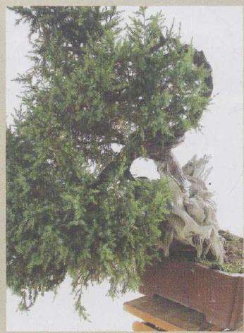 图解 刺柏盆景怎么制作的20个过程