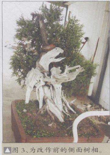 图解 刺柏盆景怎么制作的20个过程