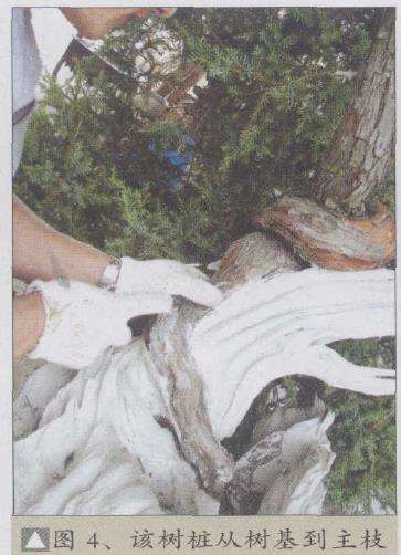 图解 刺柏盆景怎么制作的20个过程