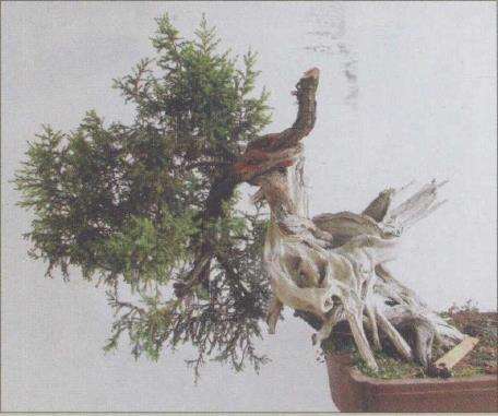 图解 刺柏盆景怎么制作的20个过程