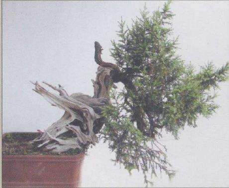 图解 刺柏盆景怎么制作的20个过程