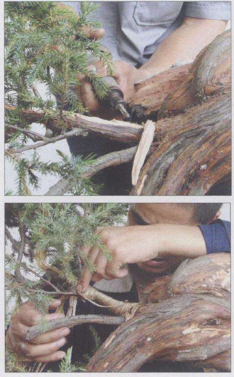 图解 刺柏盆景怎么制作的20个过程