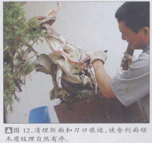 图解 刺柏盆景怎么制作的20个过程
