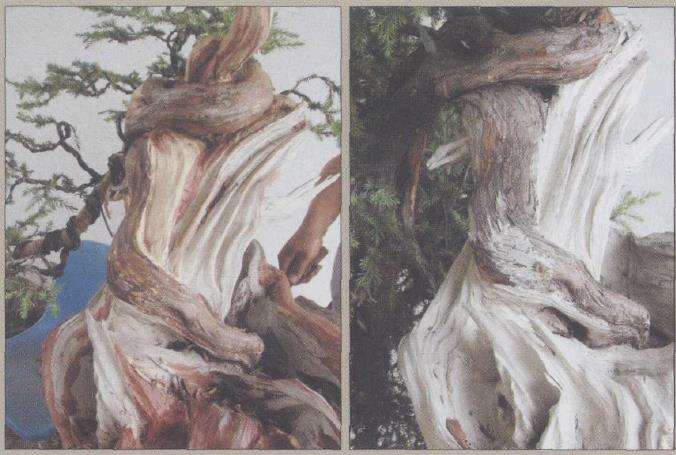 图解 刺柏盆景怎么制作的20个过程