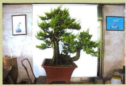 图解 刺柏盆景怎么蟠扎的13个刚才