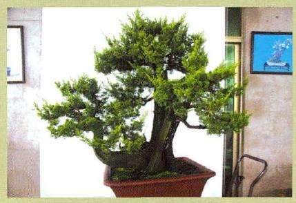 图解 刺柏盆景怎么蟠扎的13个刚才