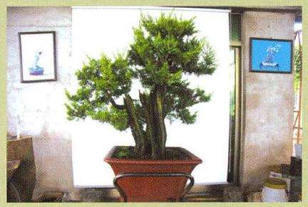 图解 刺柏盆景怎么蟠扎的13个刚才