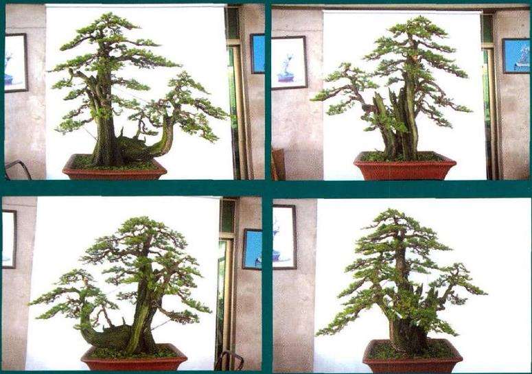 图解 刺柏盆景怎么蟠扎的13个刚才