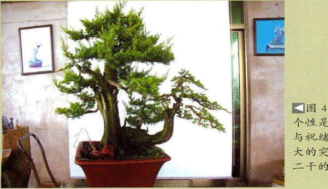 图解 刺柏盆景怎么蟠扎的13个刚才