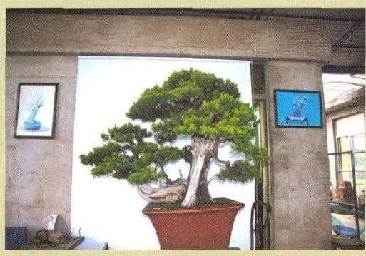 图解 刺柏盆景怎么蟠扎的13个刚才