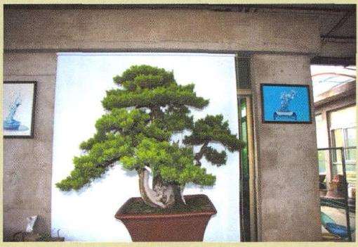 图解 刺柏盆景怎么蟠扎的13个刚才