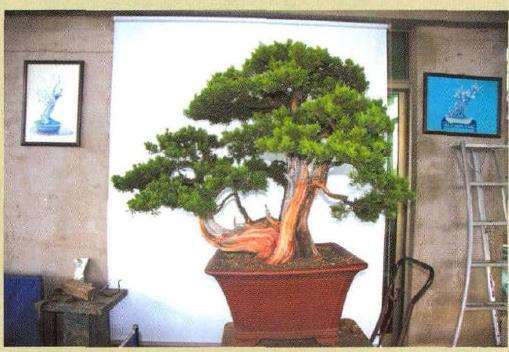 图解 刺柏盆景怎么蟠扎的13个刚才