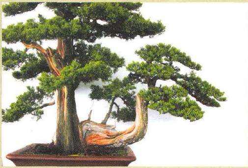 图解 刺柏盆景怎么蟠扎的13个刚才