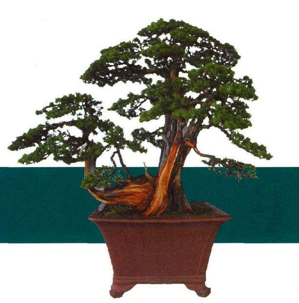 图解 刺柏盆景怎么蟠扎的13个刚才