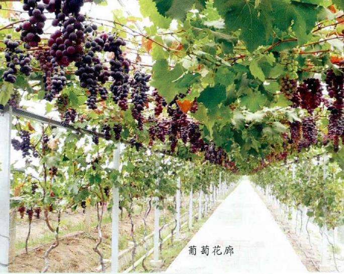 未来都市果树怎么发展