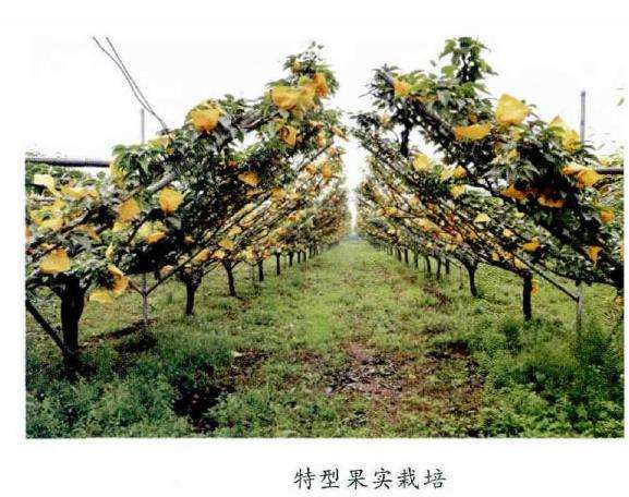 未来都市果树怎么发展