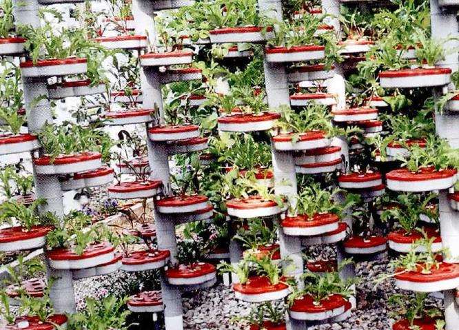 都市果树的特征要素怎么投入集约化