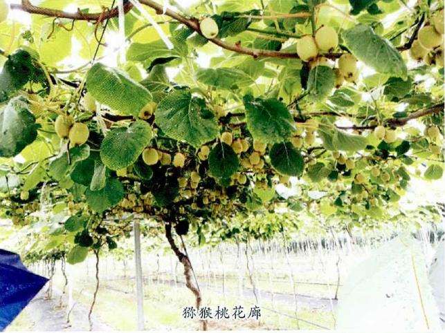 都市果树的特征要素怎么投入集约化