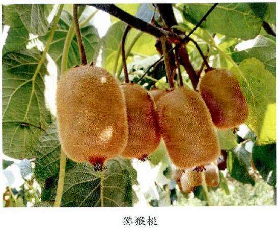 都市果树的特征要素怎么投入集约化