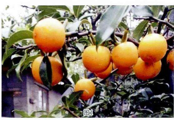 金弹子盆景果型怎么变化