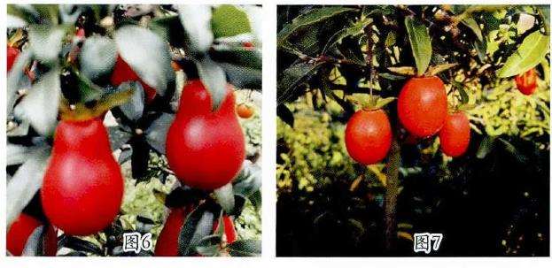 金弹子盆景果型怎么变化