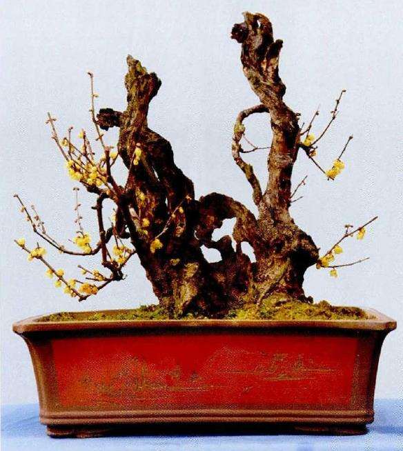 75岁的蜡梅盆景大师 刘万义