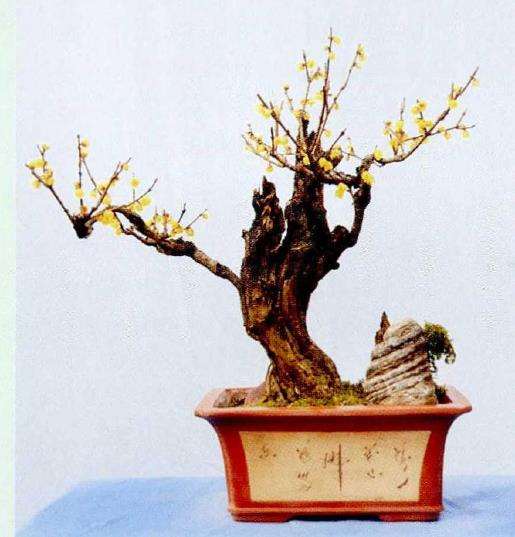 蜡梅盆景