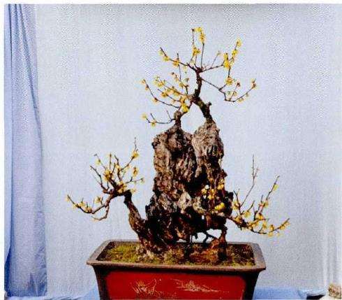 75岁的蜡梅盆景大师 刘万义