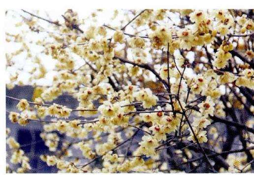 75岁的蜡梅盆景大师 刘万义