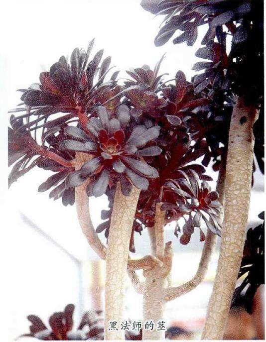 黑法师多肉怎么养护繁殖的3个方法