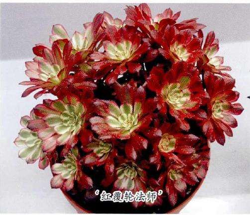 黑法师多肉怎么养护繁殖的3个方法