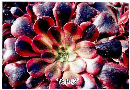 黑法师多肉怎么养护繁殖的3个方法