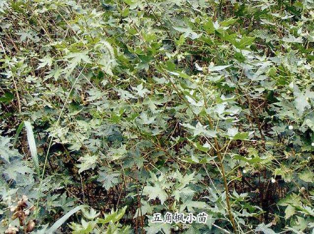 五角枫怎么苗期管理的4个方法